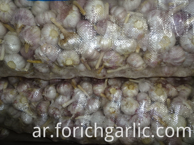 Garlic Good Quality